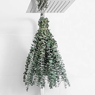 Dried Eucalyptus Stems, 10-Piece Bundle